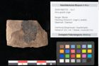 Foto (Objekt + Etikett) von Alnus gracilis Unger (NHMW-GEO-2024-0188-0735)